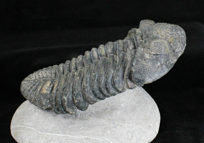 Large Drotops Trilobite #18571